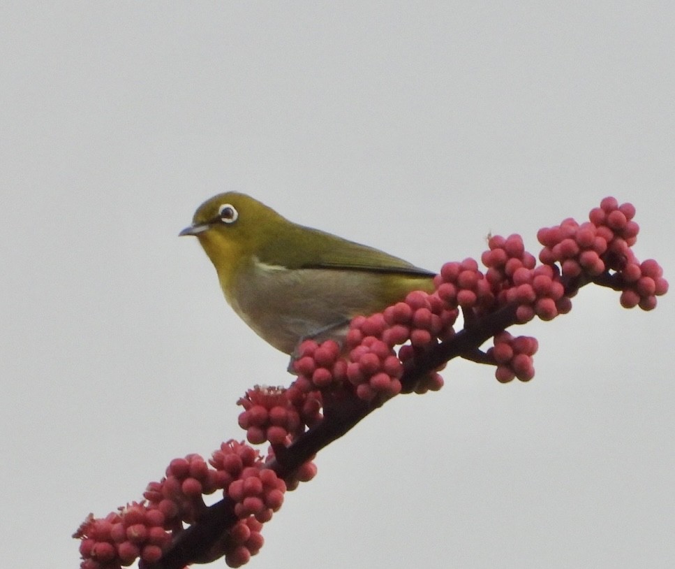 Warbling White-eye - ML647167145