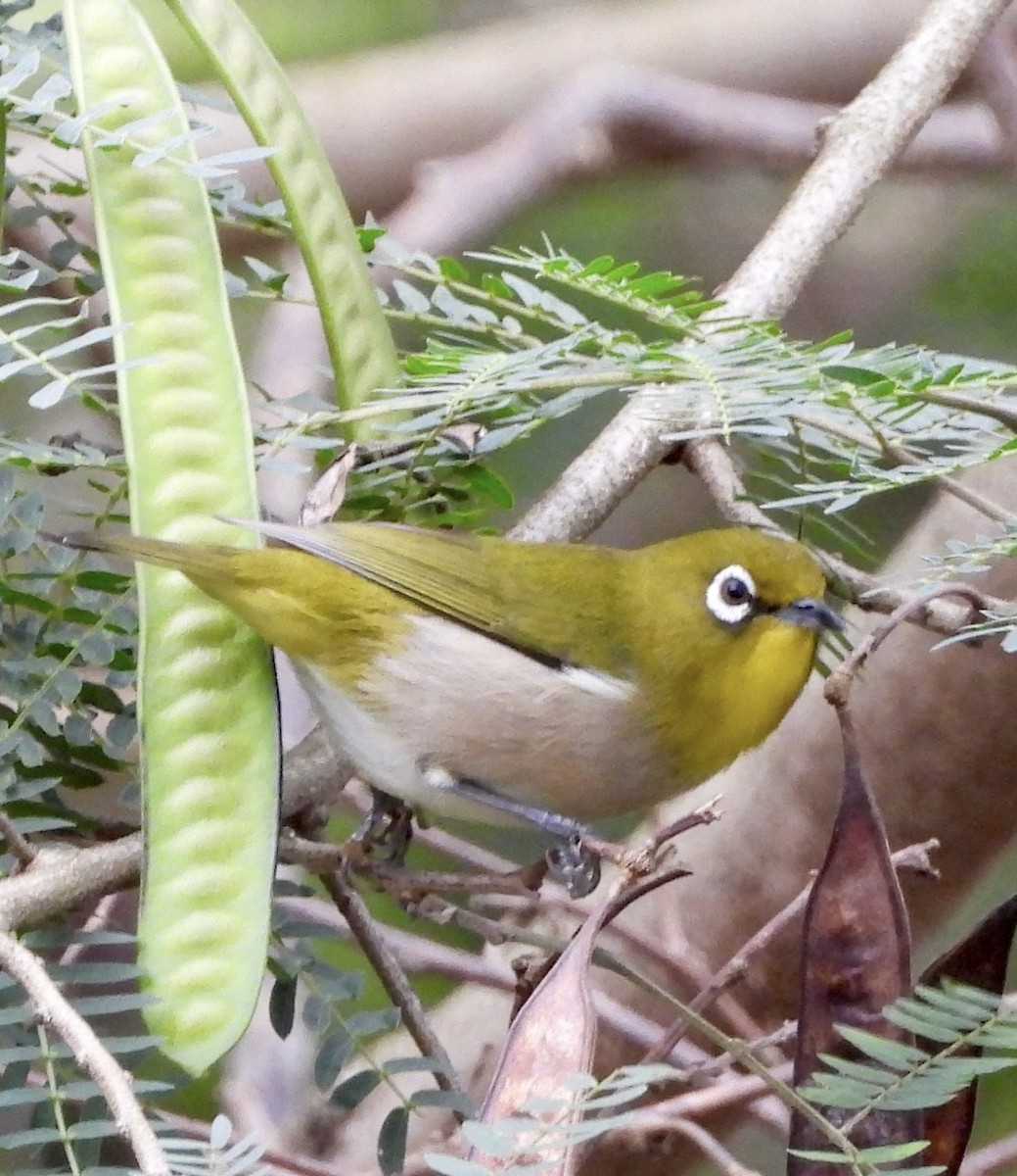 Warbling White-eye - ML647167146