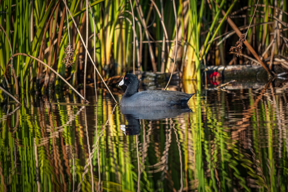 Лиска американська - ML647167155