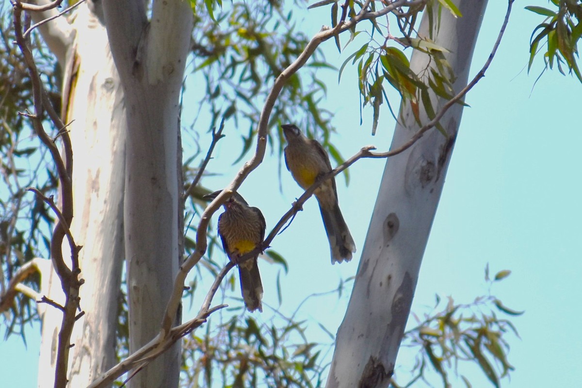 Red Wattlebird - ML647167156