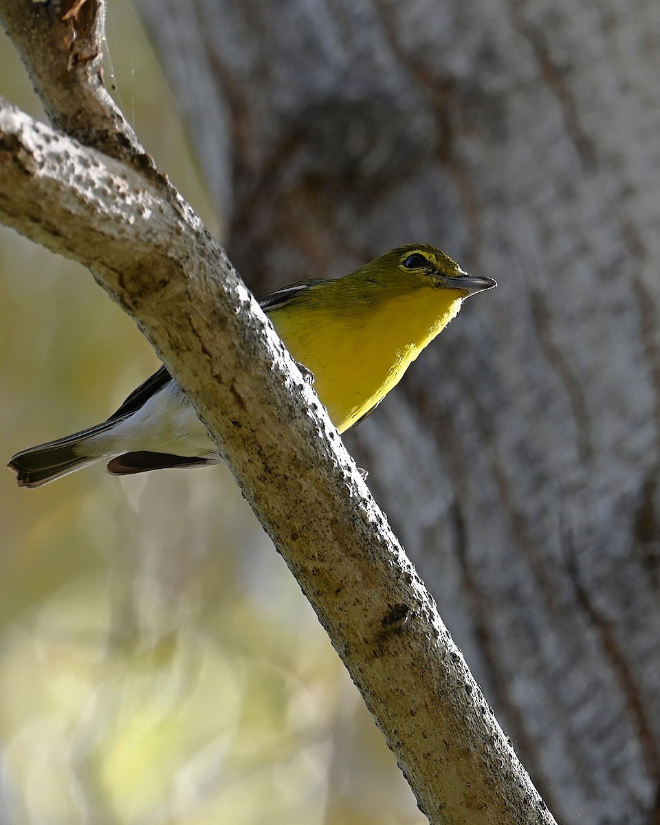 Yellow-throated Vireo - ML647167159