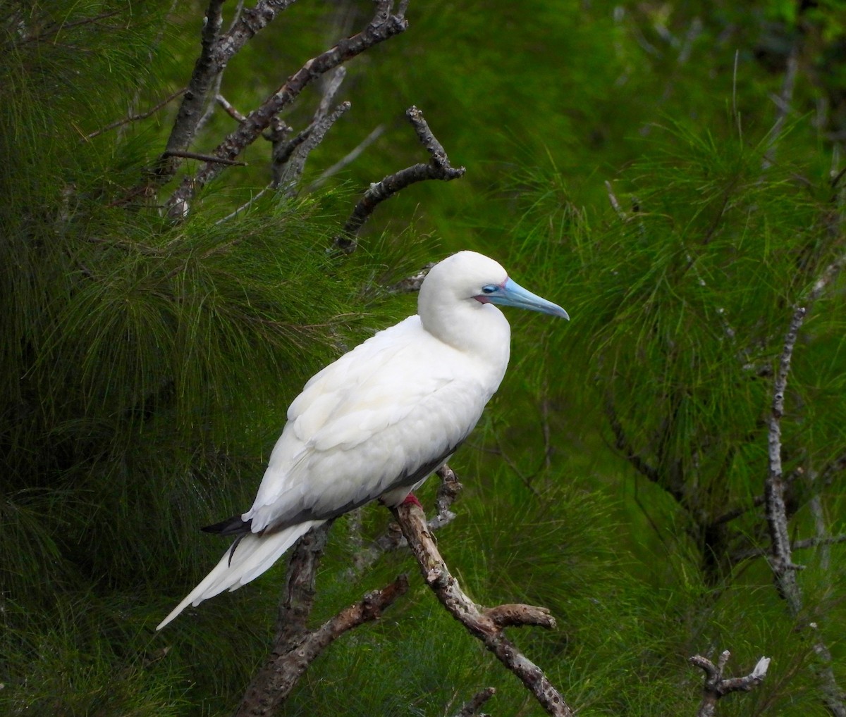 Сула червононога - ML647167166