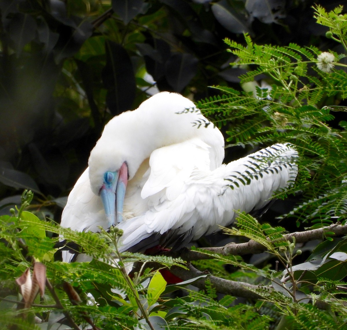 Сула червононога - ML647167167