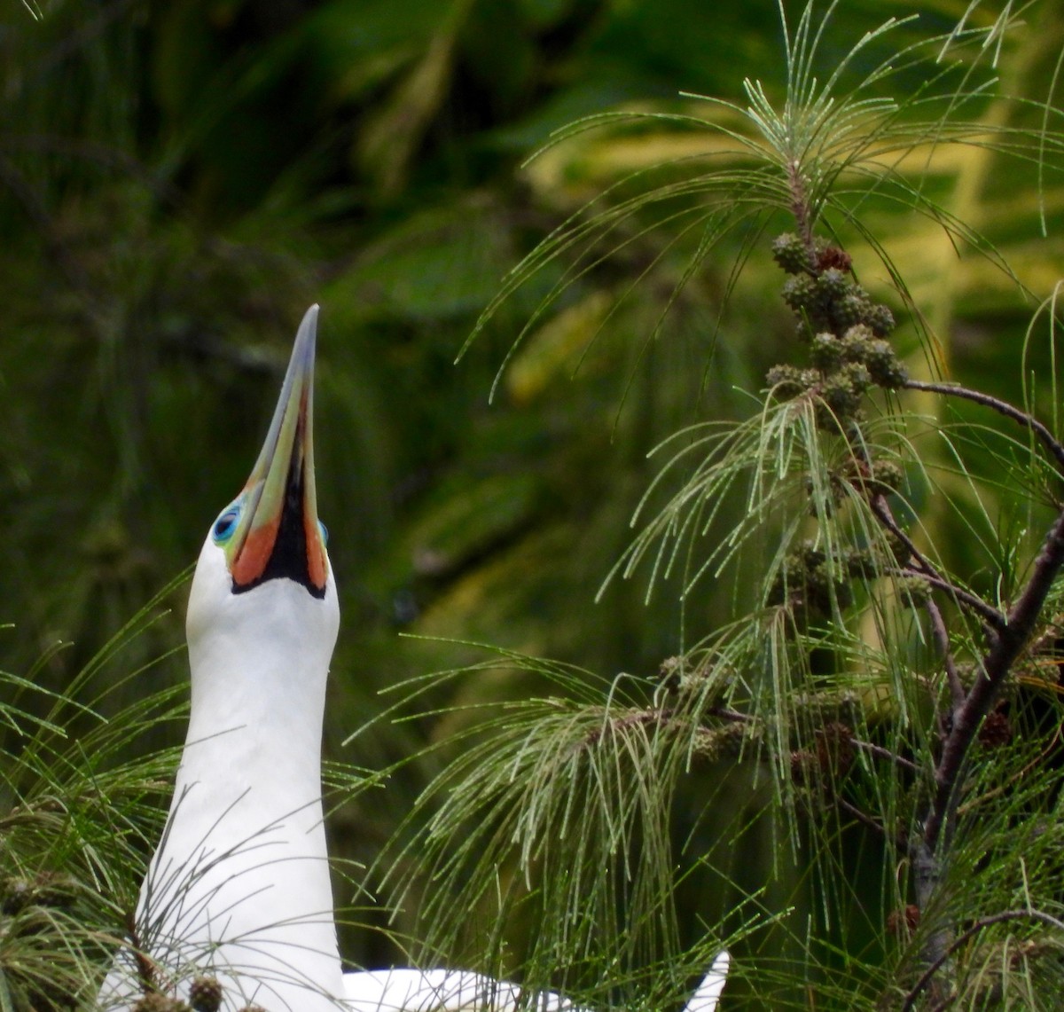 Сула червононога - ML647167168