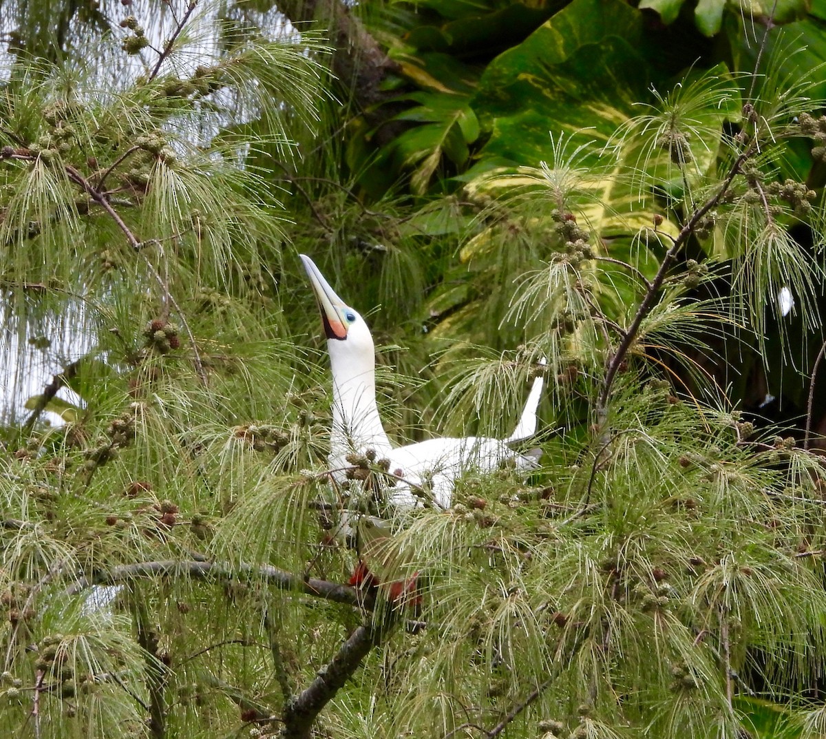 Сула червононога - ML647167169