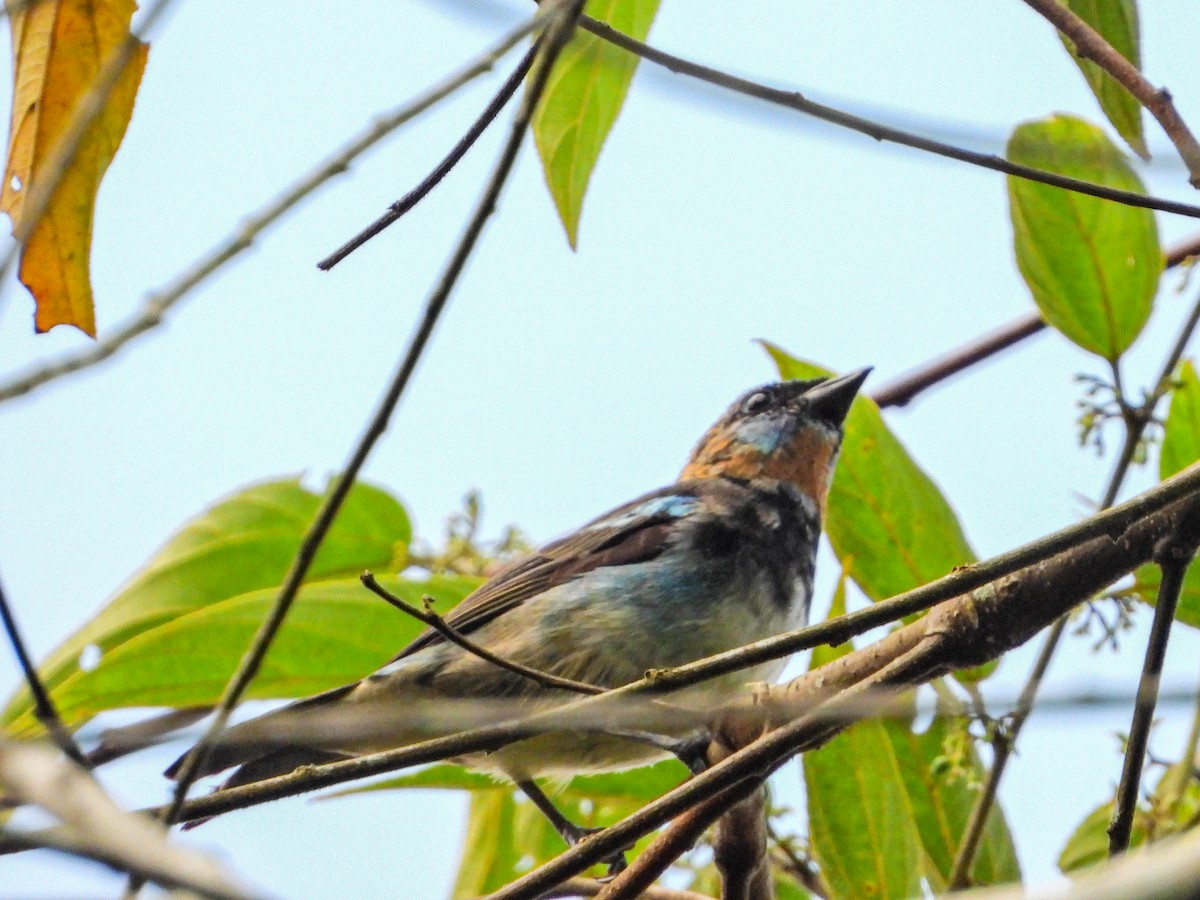 Золотистоголовая танагра - ML647167171