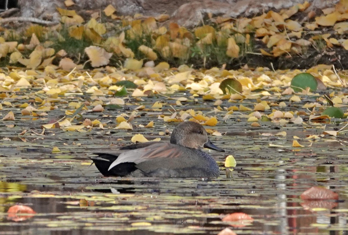 Gadwall - ML647167172
