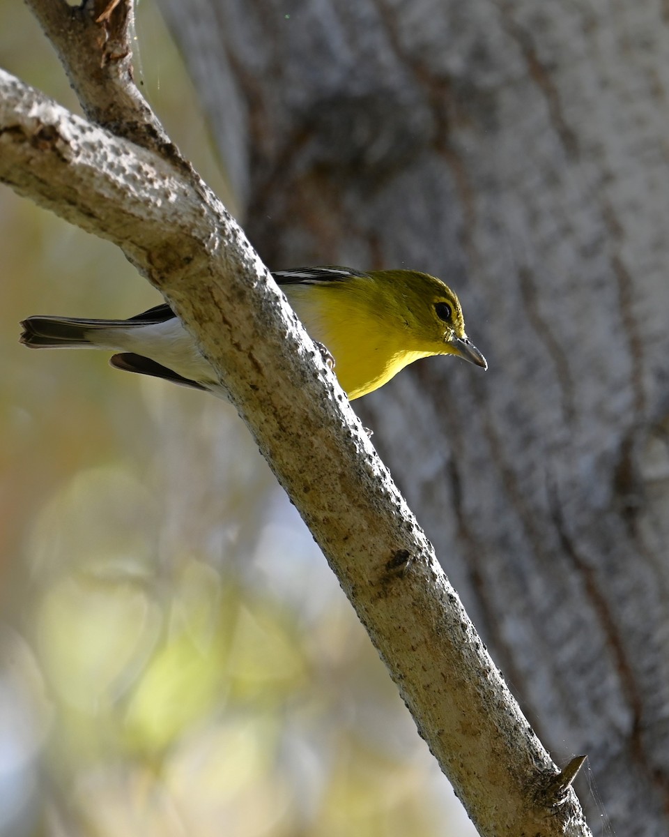 Yellow-throated Vireo - ML647167174