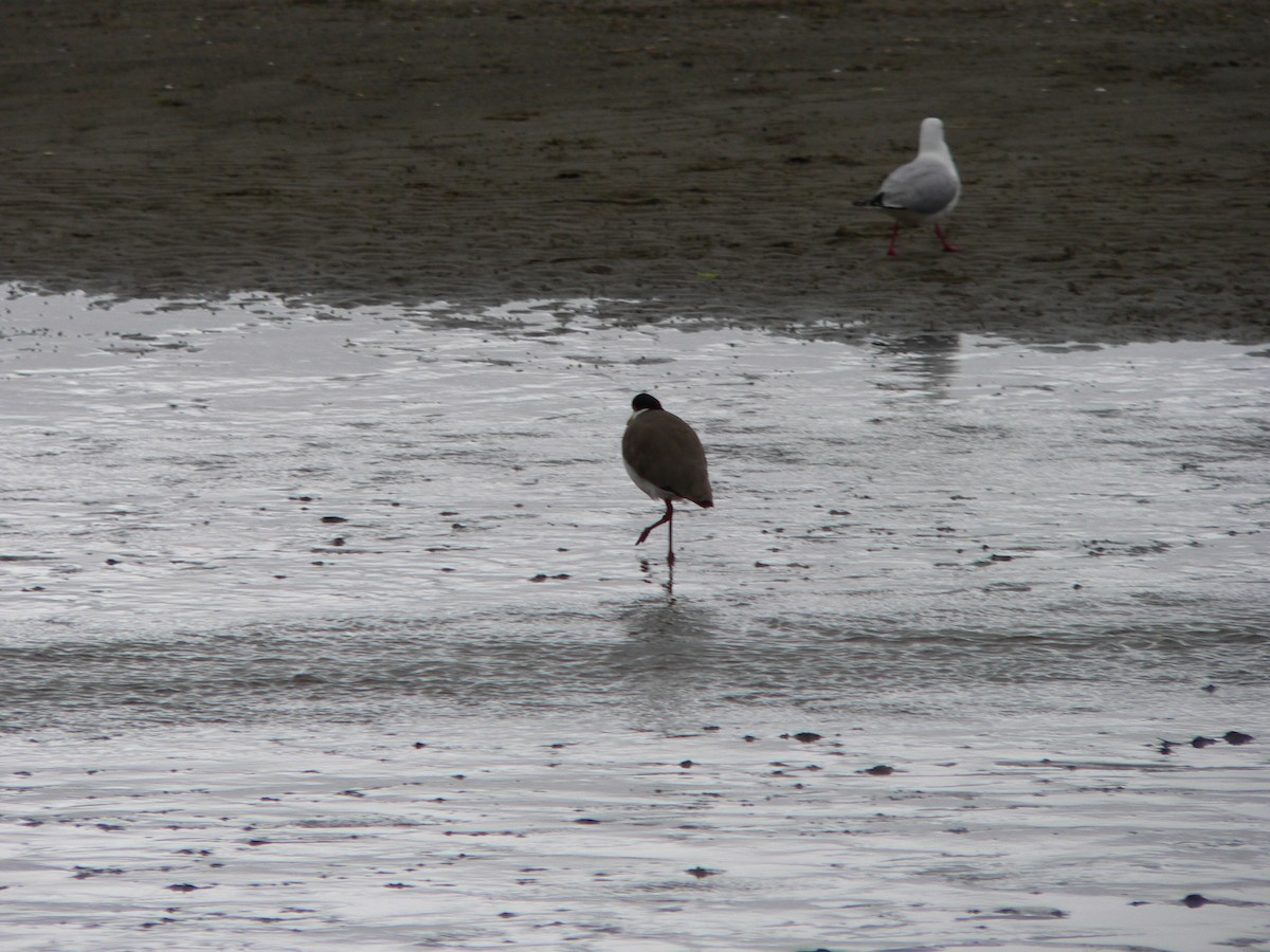 čejka australská (ssp. novaehollandiae) - ML647167177