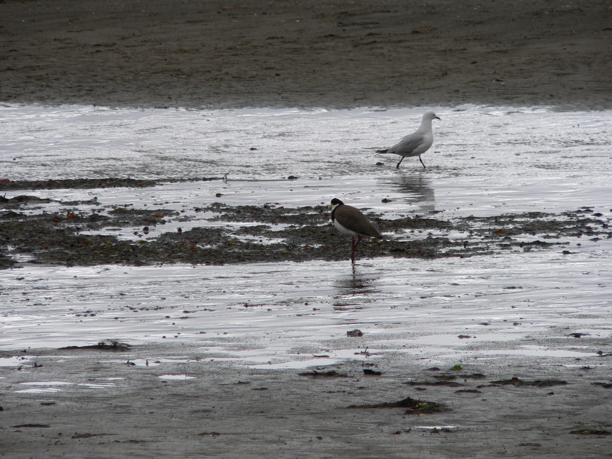 čejka australská (ssp. novaehollandiae) - ML647167178