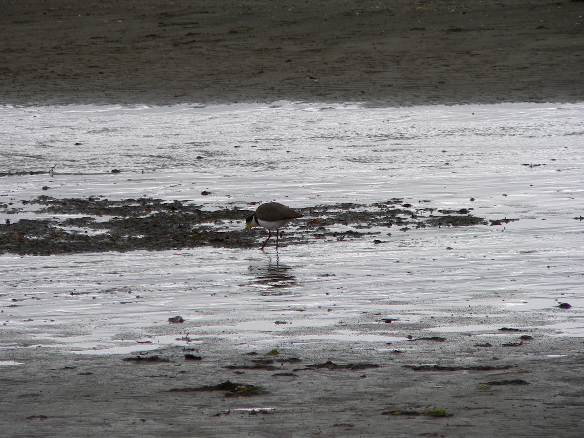 čejka australská (ssp. novaehollandiae) - ML647167179