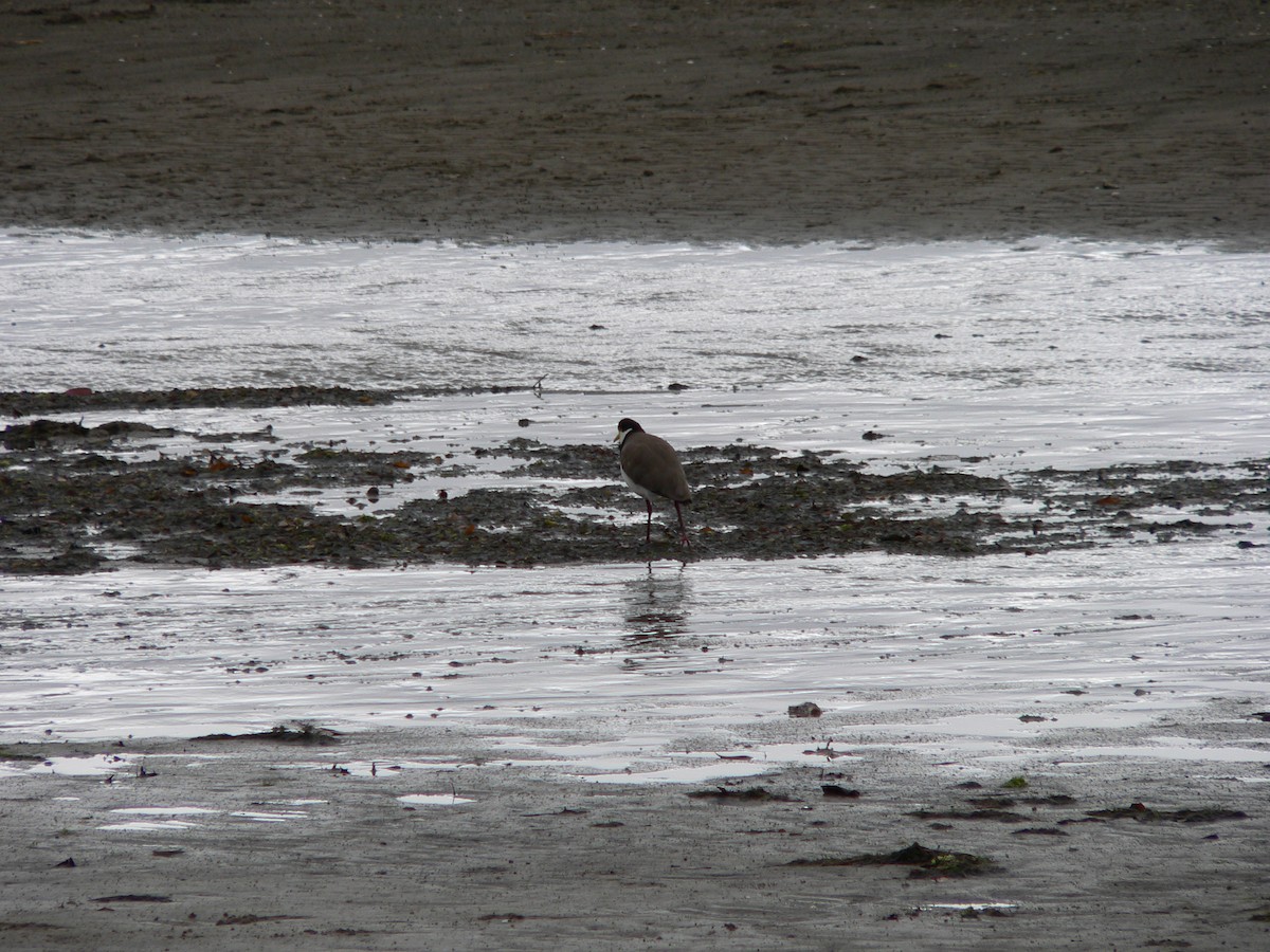čejka australská (ssp. novaehollandiae) - ML647167180