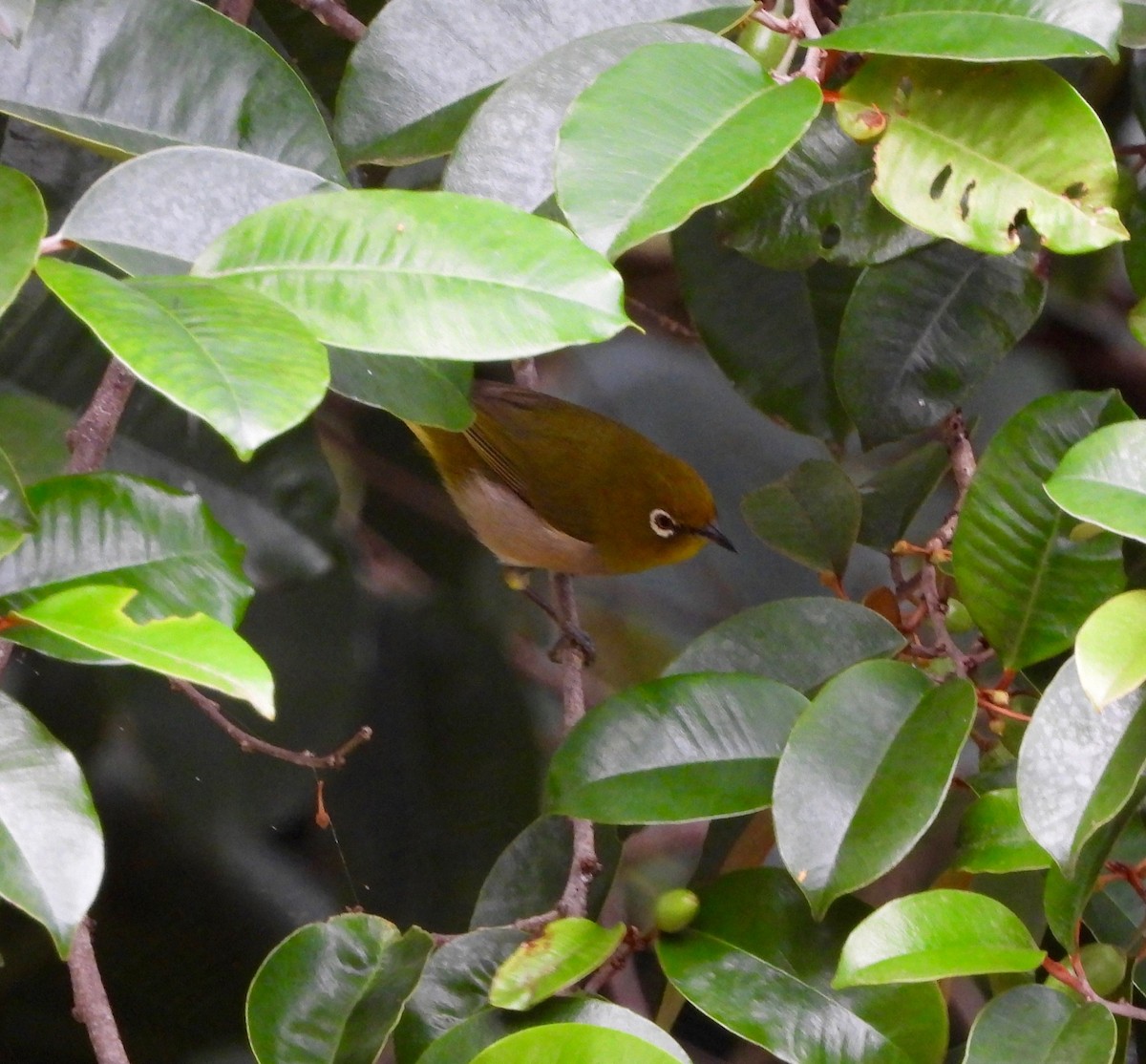 Warbling White-eye - ML647167181