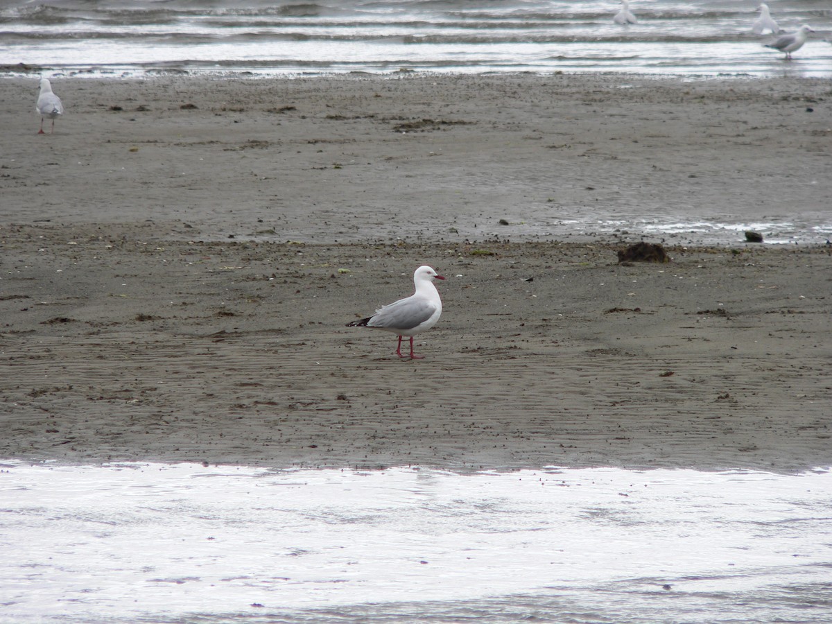 Silver Gull - ML647167182