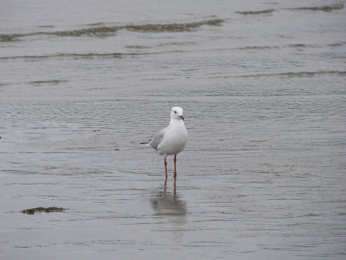 Silver Gull - ML647167183