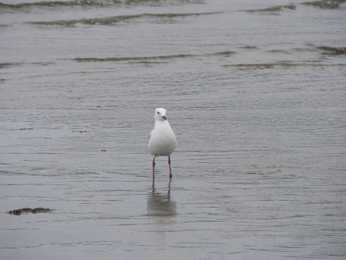 Silver Gull - ML647167184