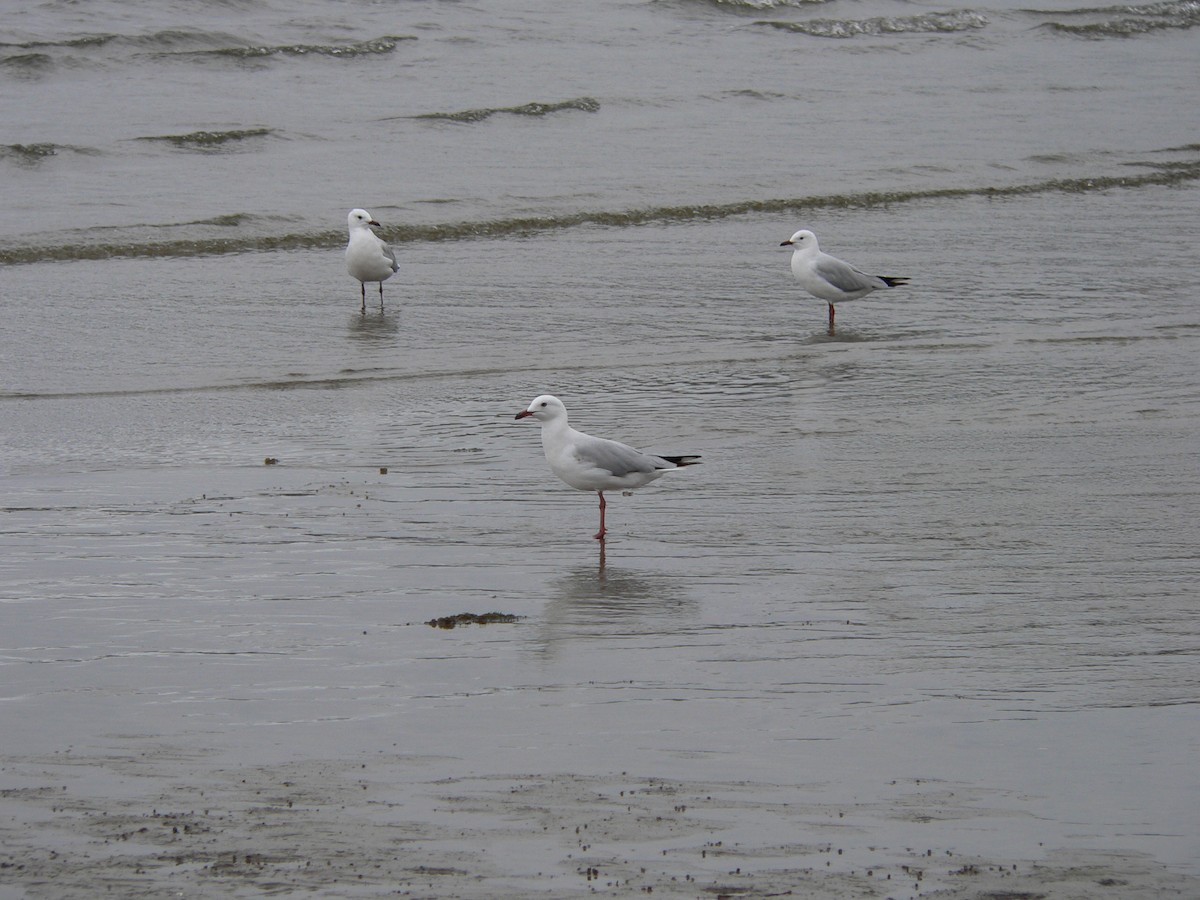 Silver Gull - ML647167185