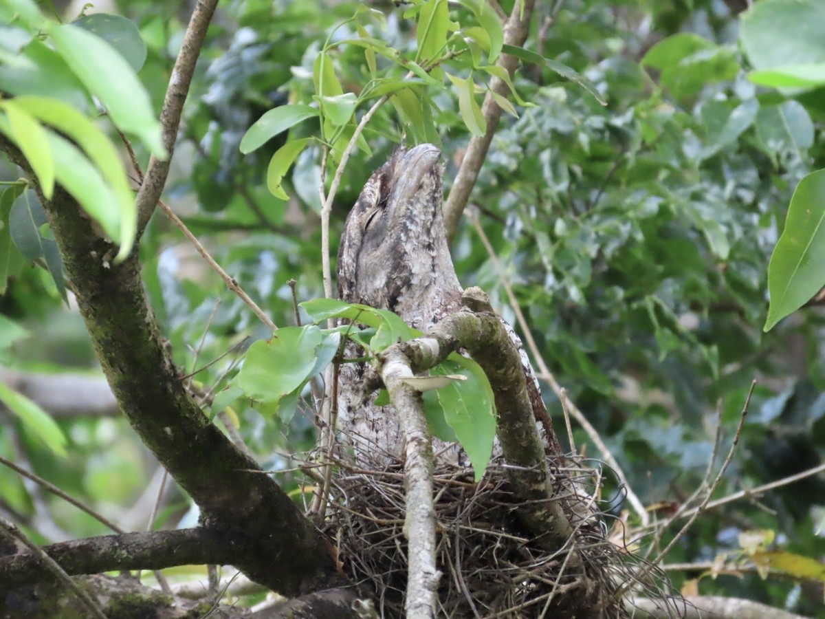 Papuan Frogmouth - ML647167188