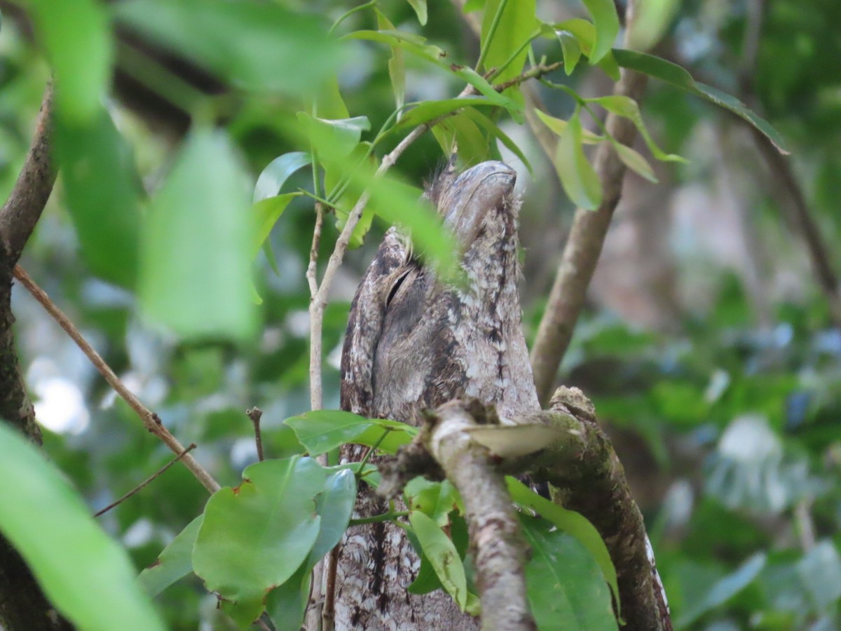 Papuan Frogmouth - ML647167189