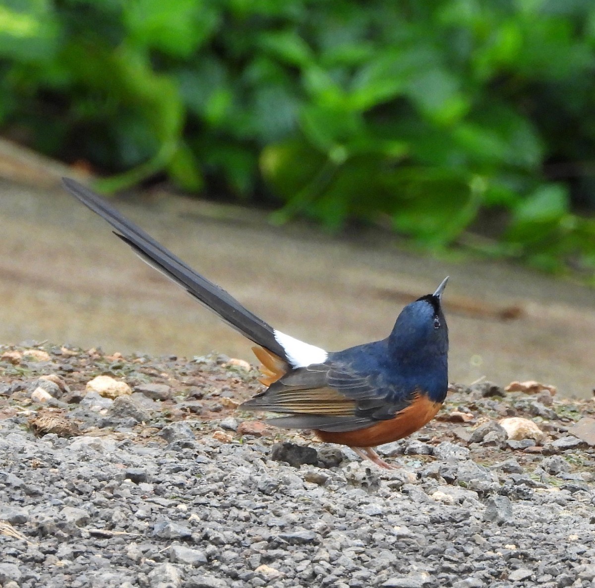 白腰鵲鴝(malabaricus群) - ML647167191