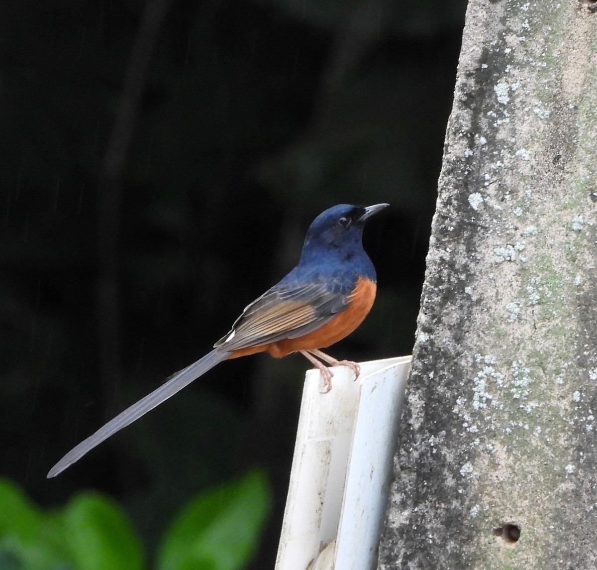 白腰鵲鴝(malabaricus群) - ML647167192