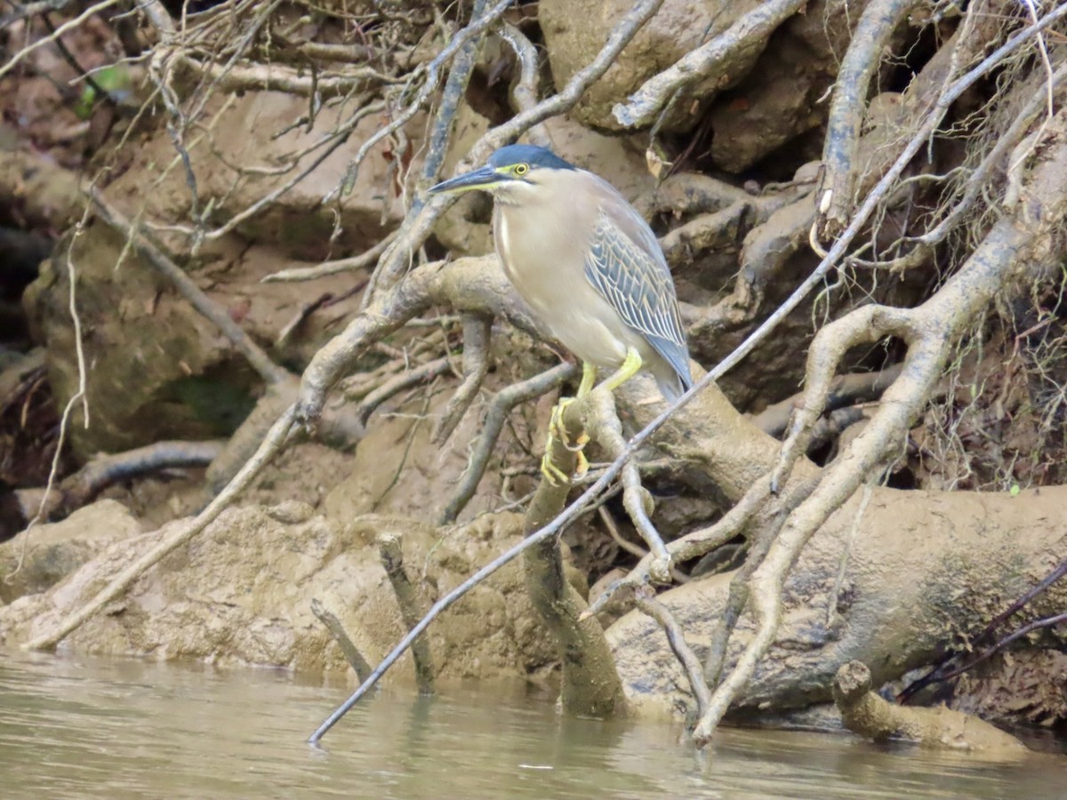 Little Heron - ML647167193
