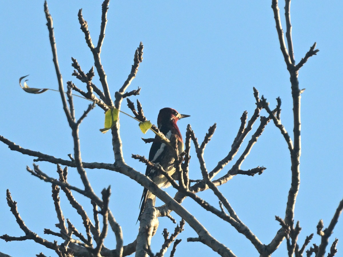 Red-breasted Sapsucker - ML647167194