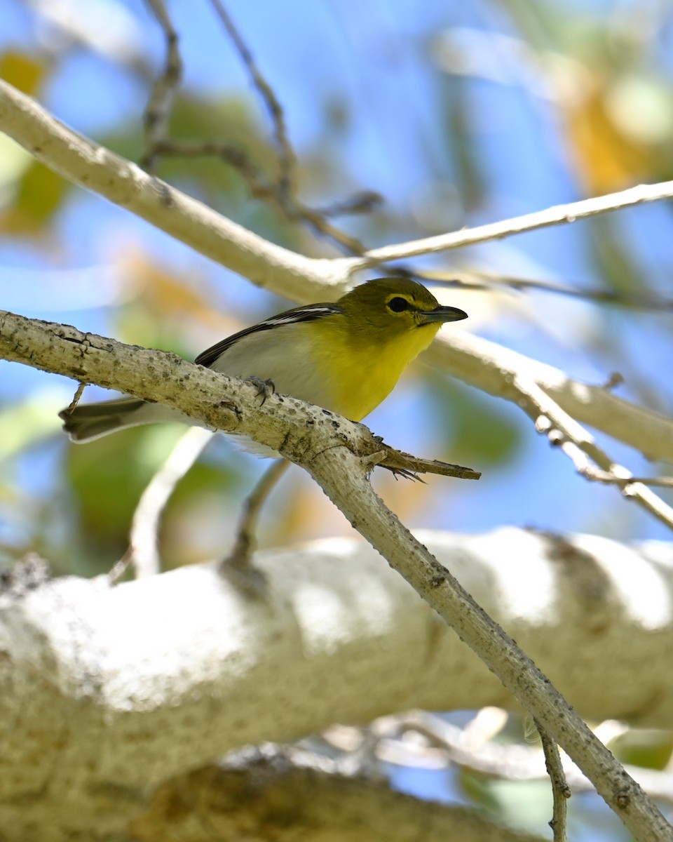 Yellow-throated Vireo - ML647167196