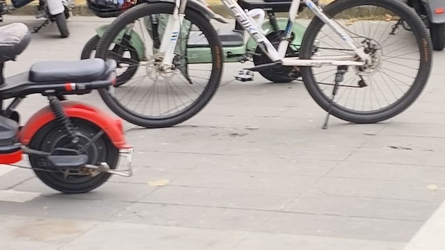 White Wagtail - ML647167201