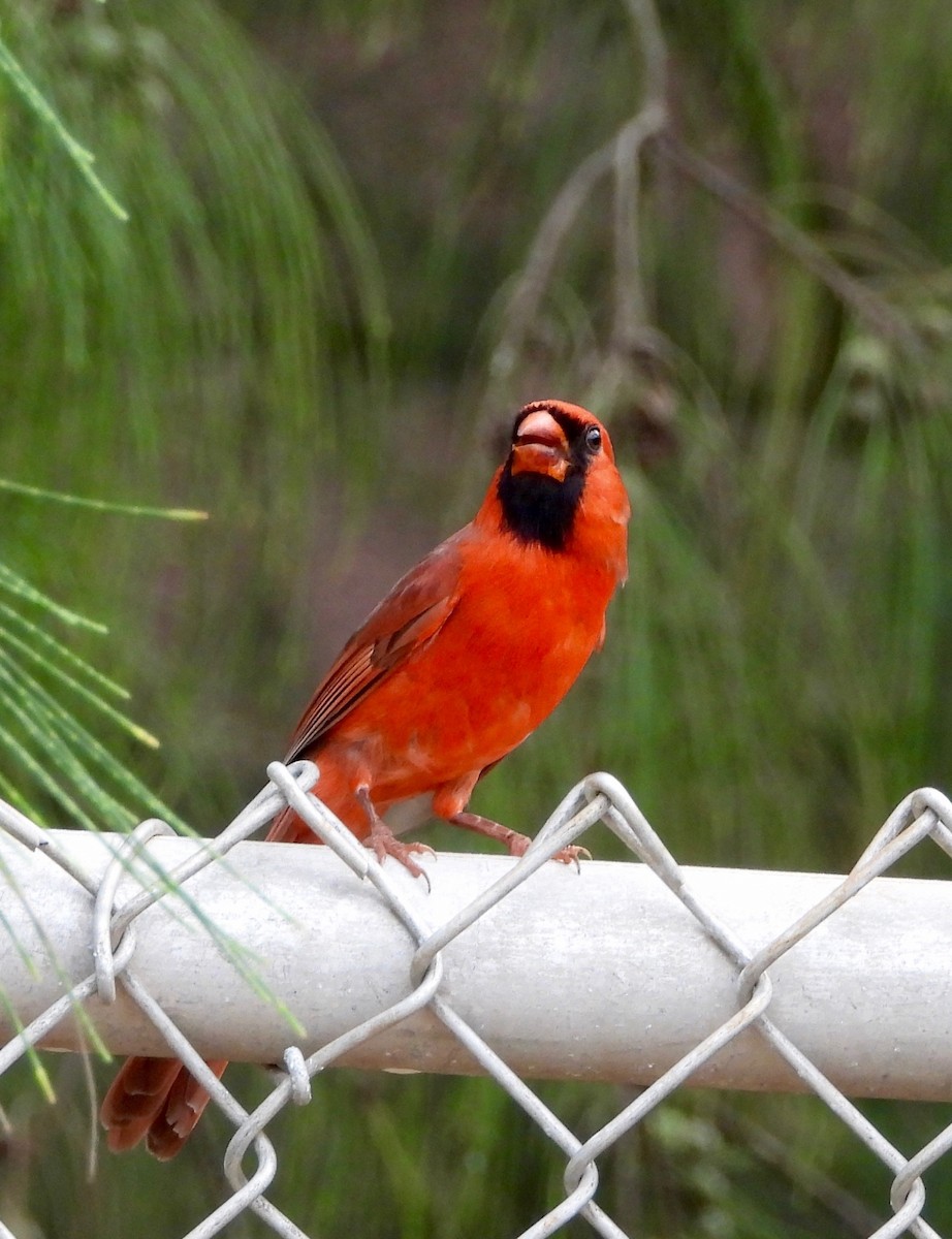 Northern Cardinal - ML647167202