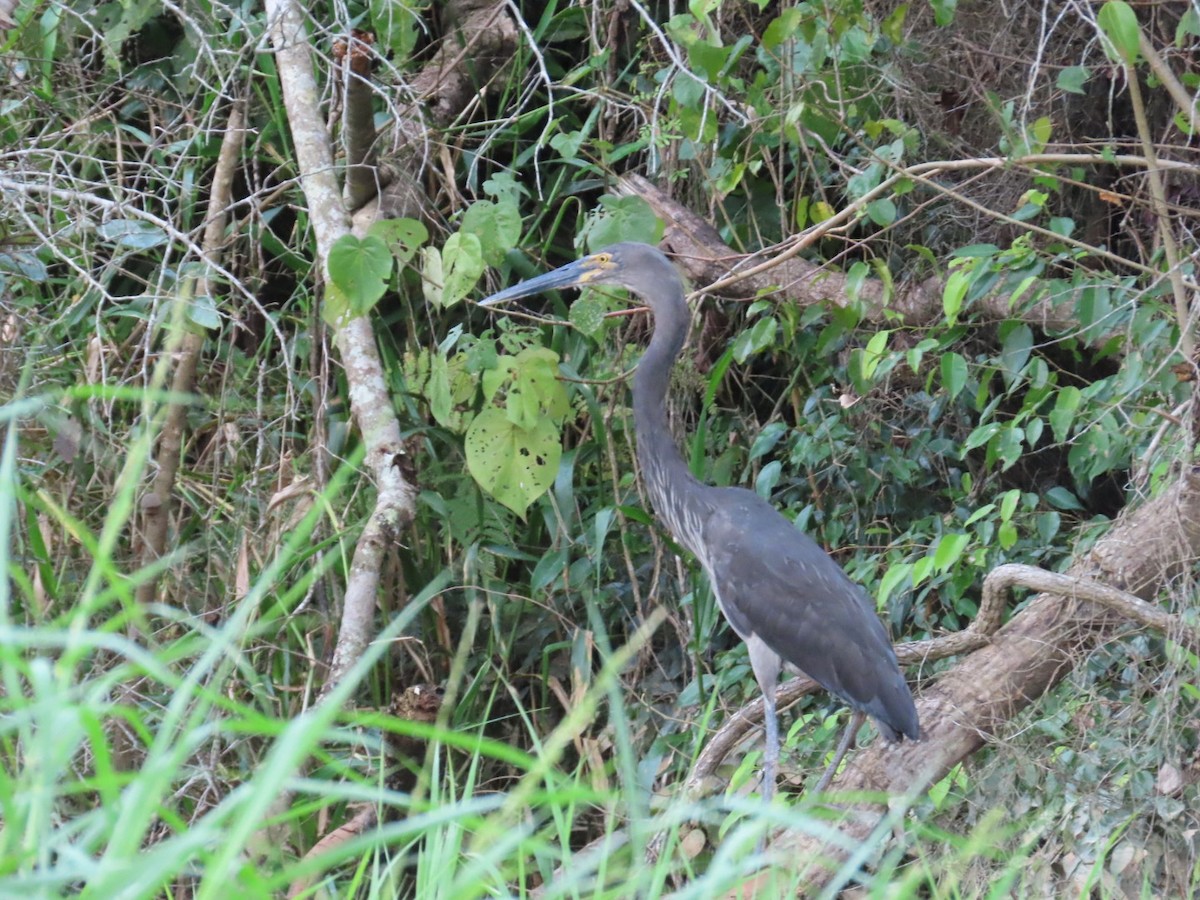Great-billed Heron - ML647167204