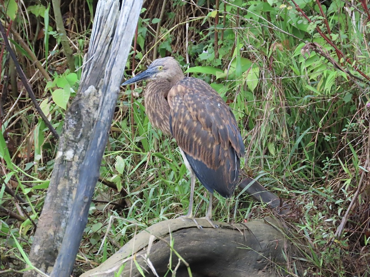 Great-billed Heron - ML647167205
