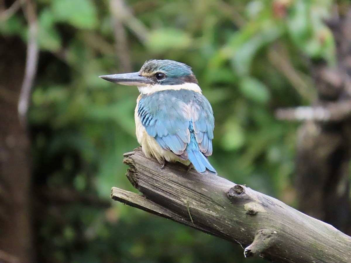 Sacred Kingfisher - ML647167208