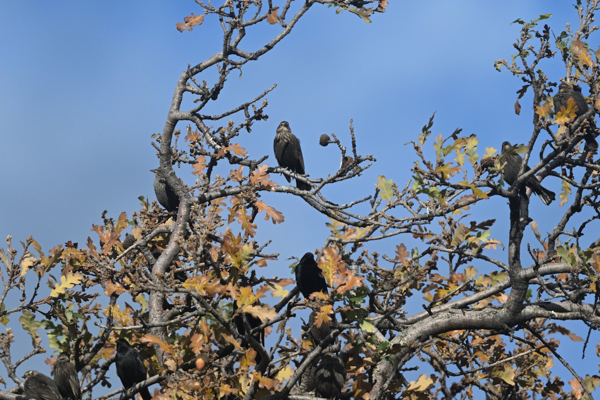 Tricolored Blackbird - ML647167209