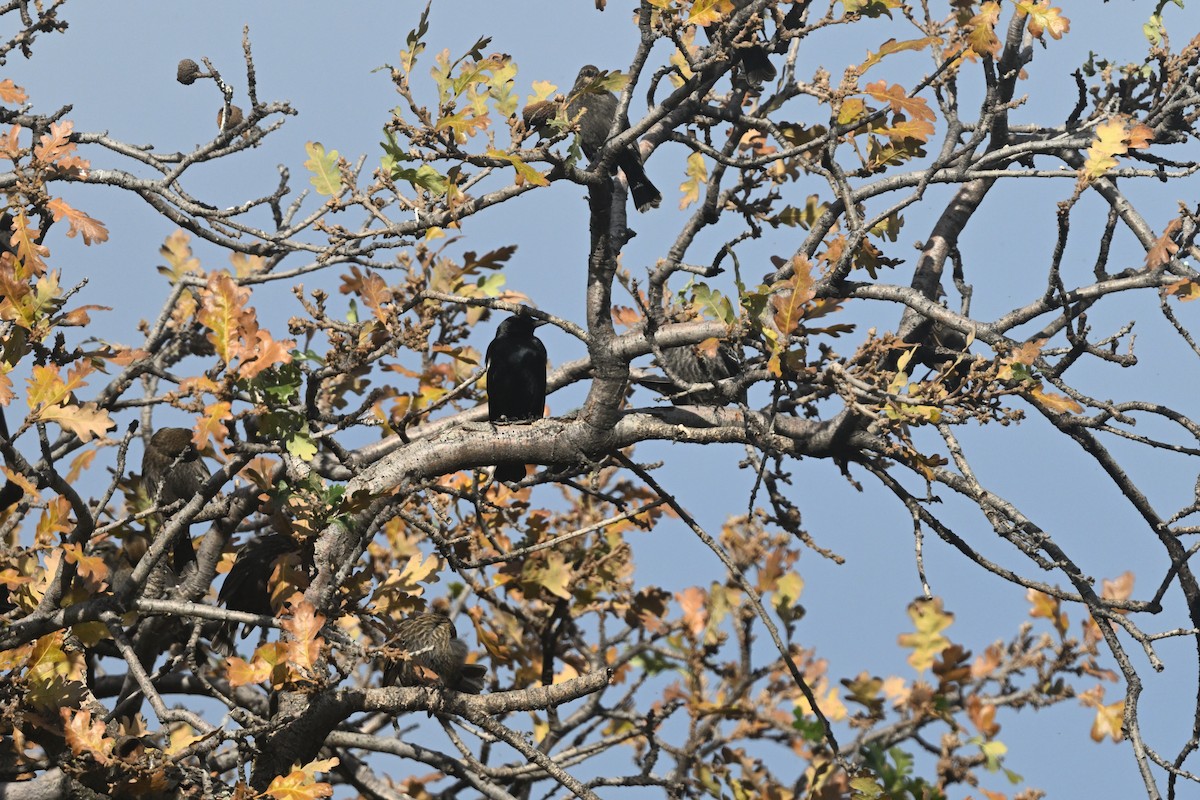 Tricolored Blackbird - ML647167210