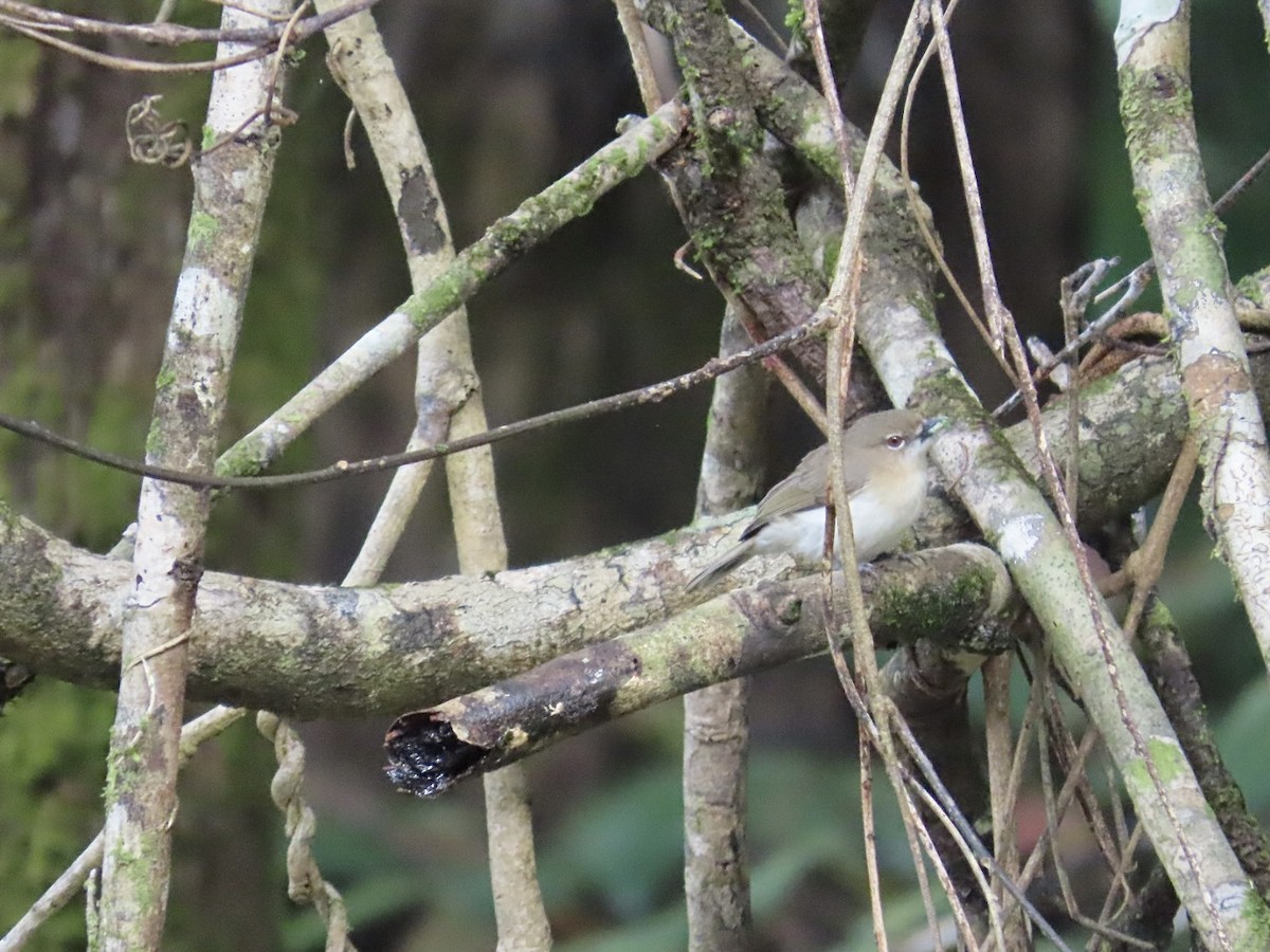 Large-billed Gerygone - ML647167217