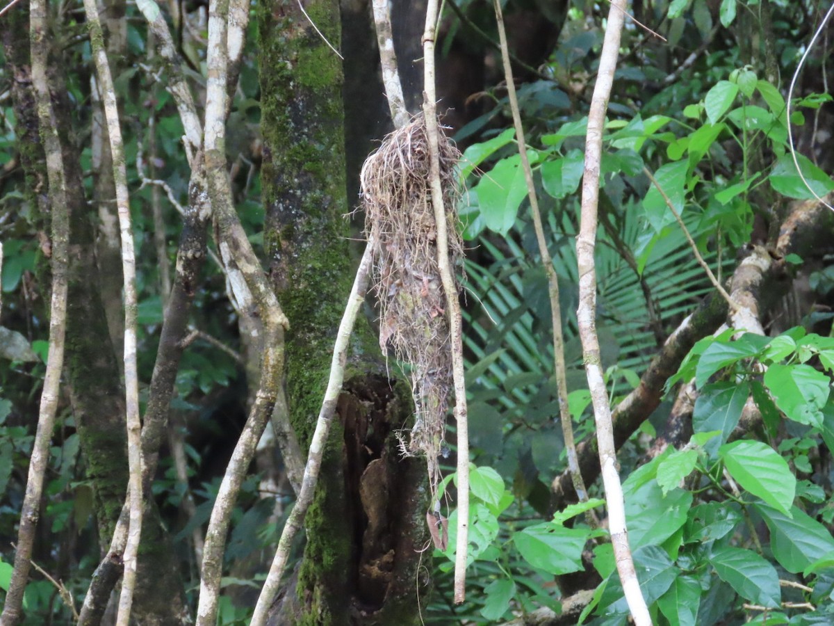 Large-billed Gerygone - ML647167218