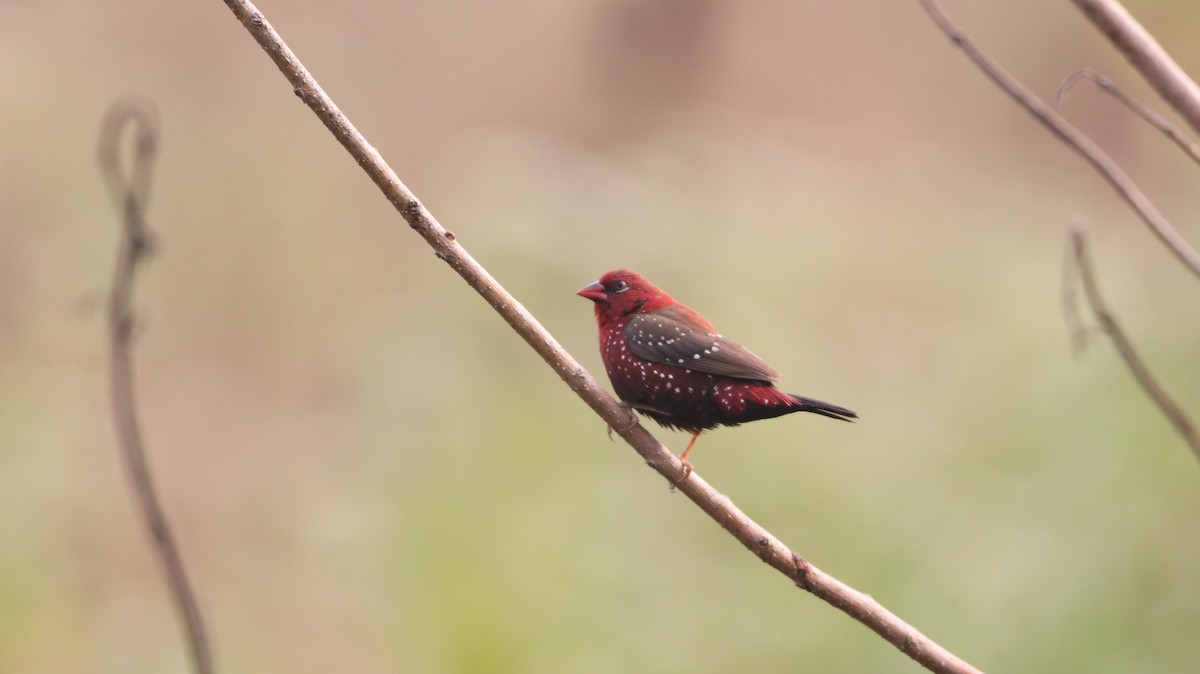 Red Avadavat - ML647167221