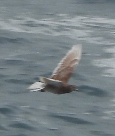 Голуб сизий (міський) - ML647167224