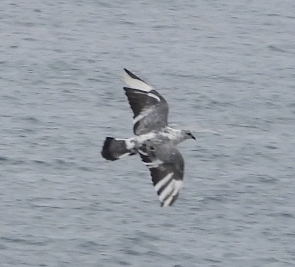 Голуб сизий (міський) - ML647167225