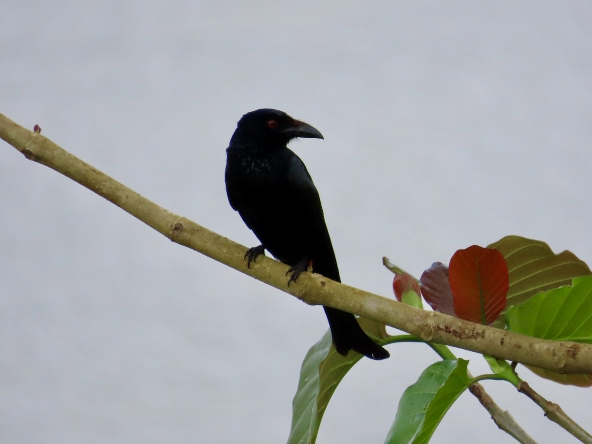 Spangled Drongo - ML647167226