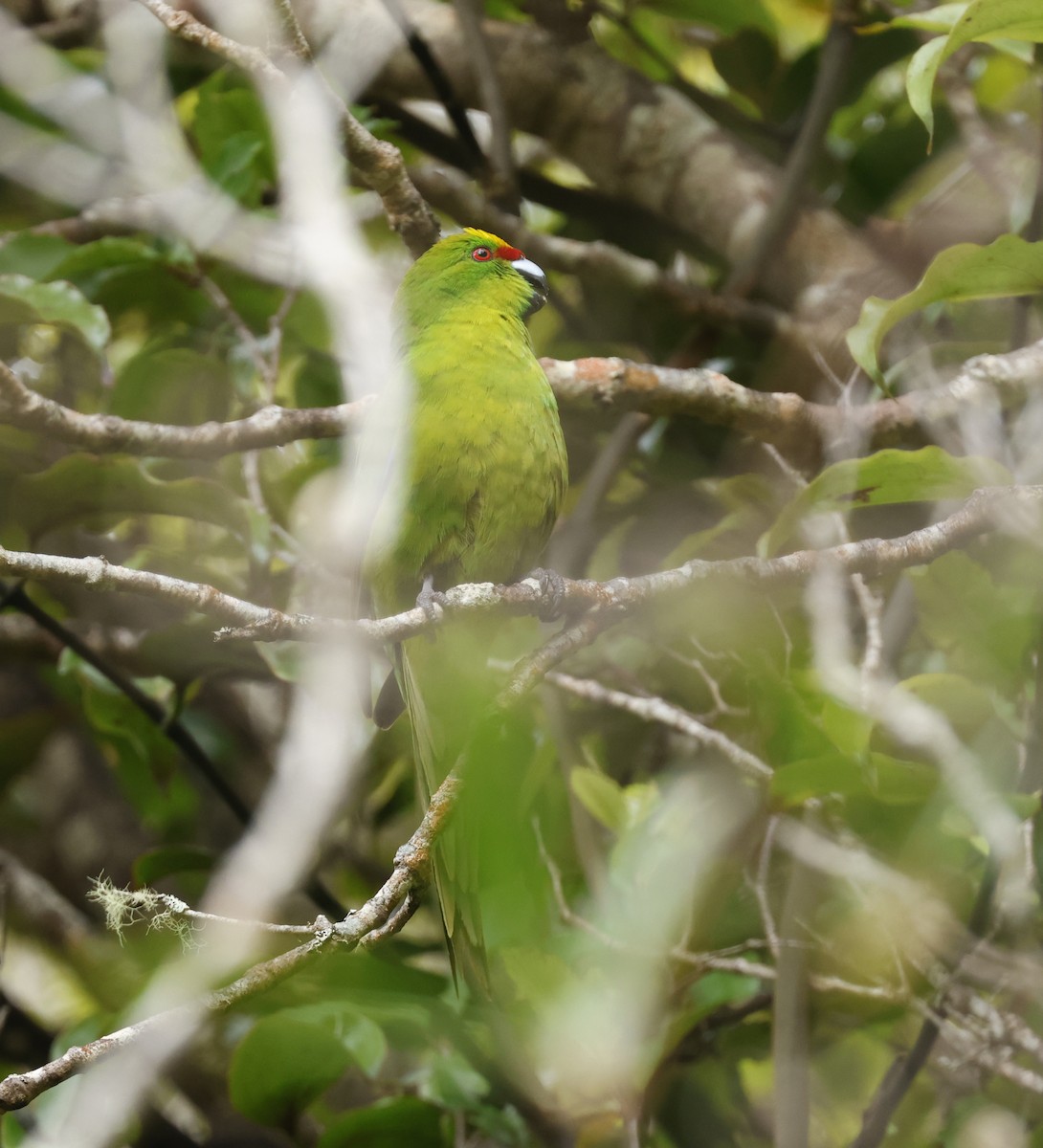 Какарікі жовтолобий - ML647167227