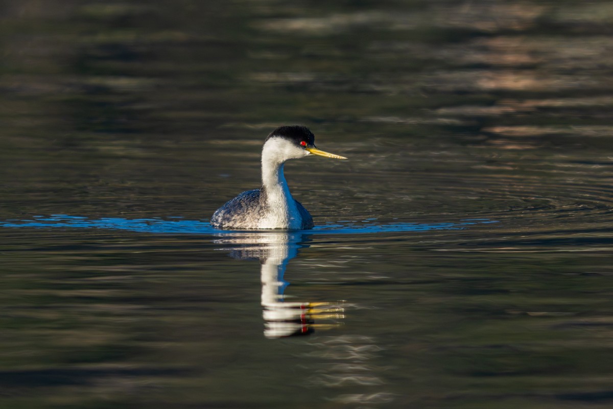 Western Grebe - ML647167229