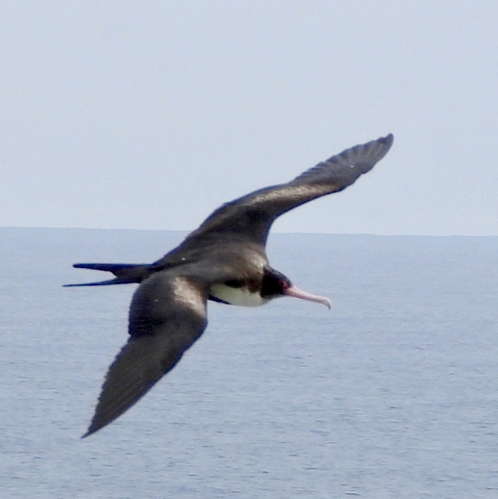 פריגט גדול - ML647167235