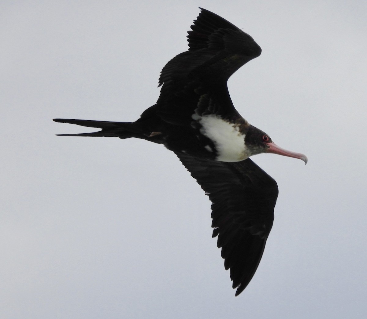 פריגט גדול - ML647167236
