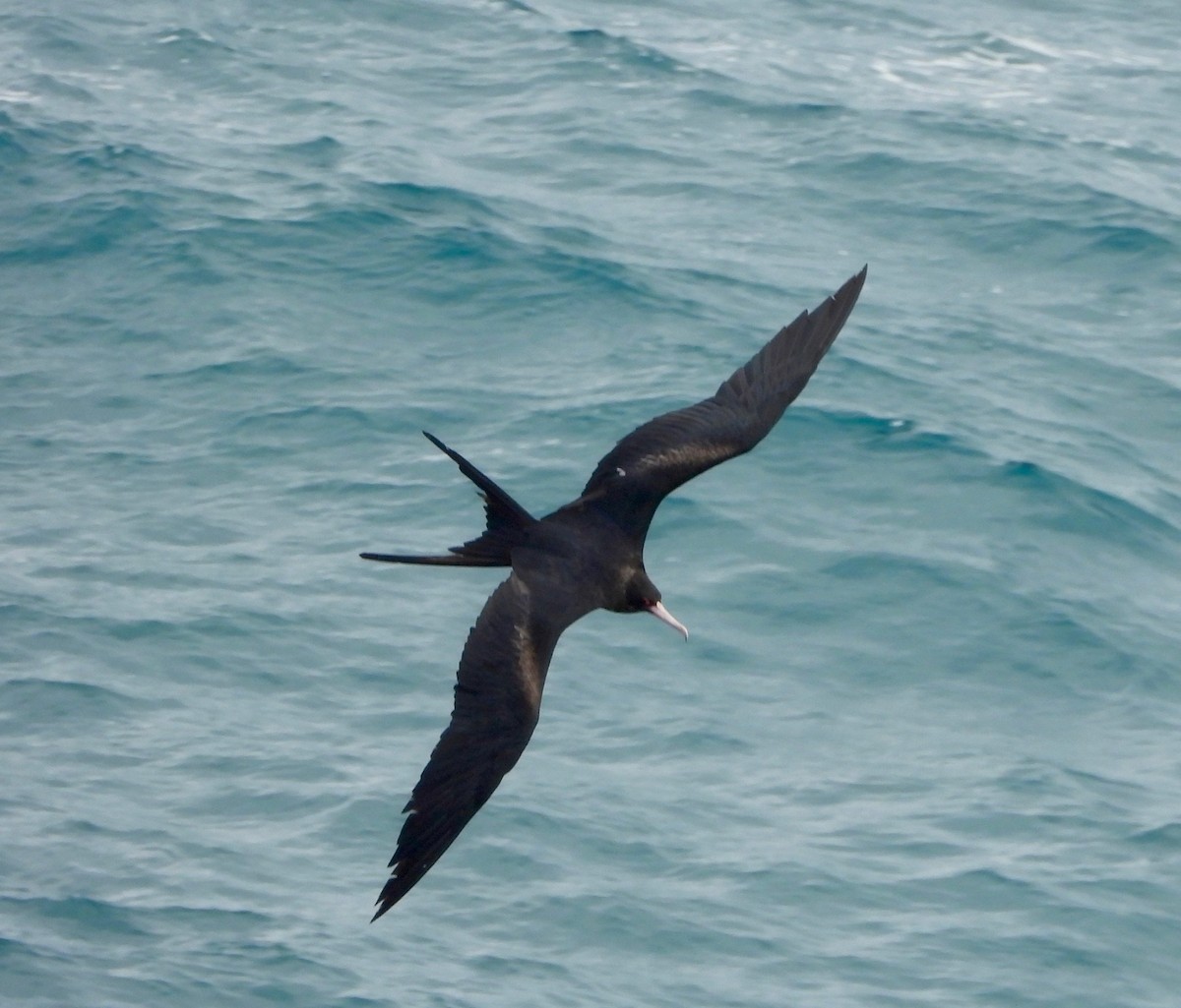 פריגט גדול - ML647167237