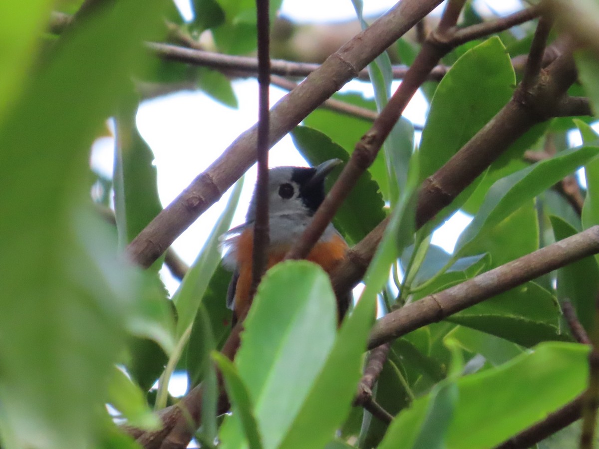 Black-faced Monarch - ML647167238