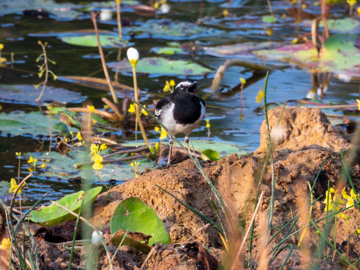 konipas indický - ML647167240