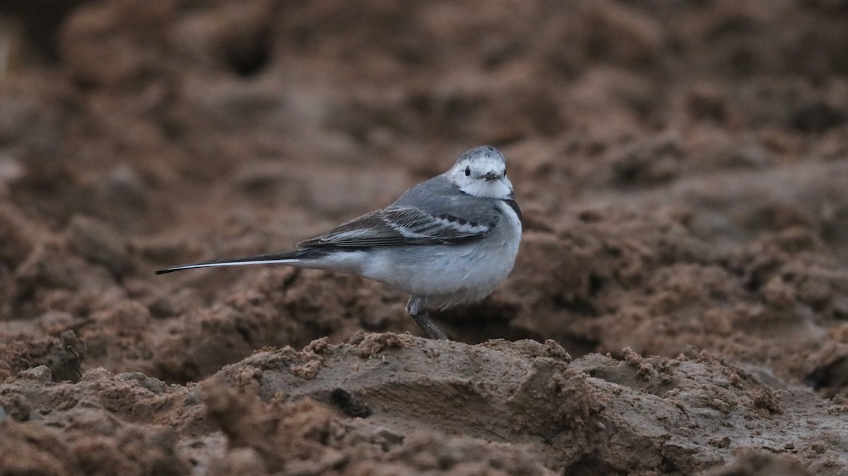 White Wagtail (White-faced/Transbaikalian) - ML647167242