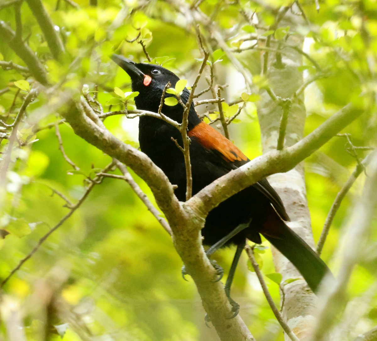 Тіко південний - ML647167244